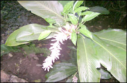 Nosara Paradise Rentals