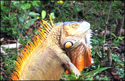 Nosara Paradise Rentals