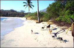 Nosara Paradise Rentals