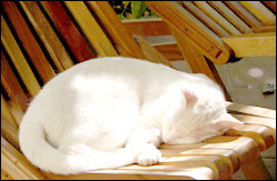 Nosara Paradise Rentals